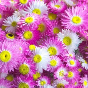 Droogboeket strobloemen close-up roze en wit