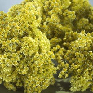 Droogbloemen boeket kerrieplant geel
