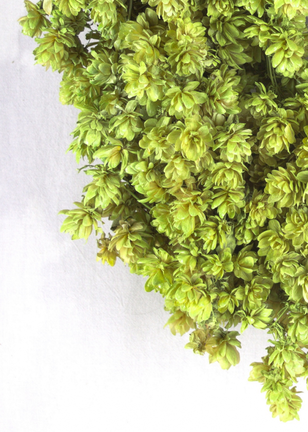 Close-up van een droogbloemen krans gemaakt van lichtgroene hopbellen.
