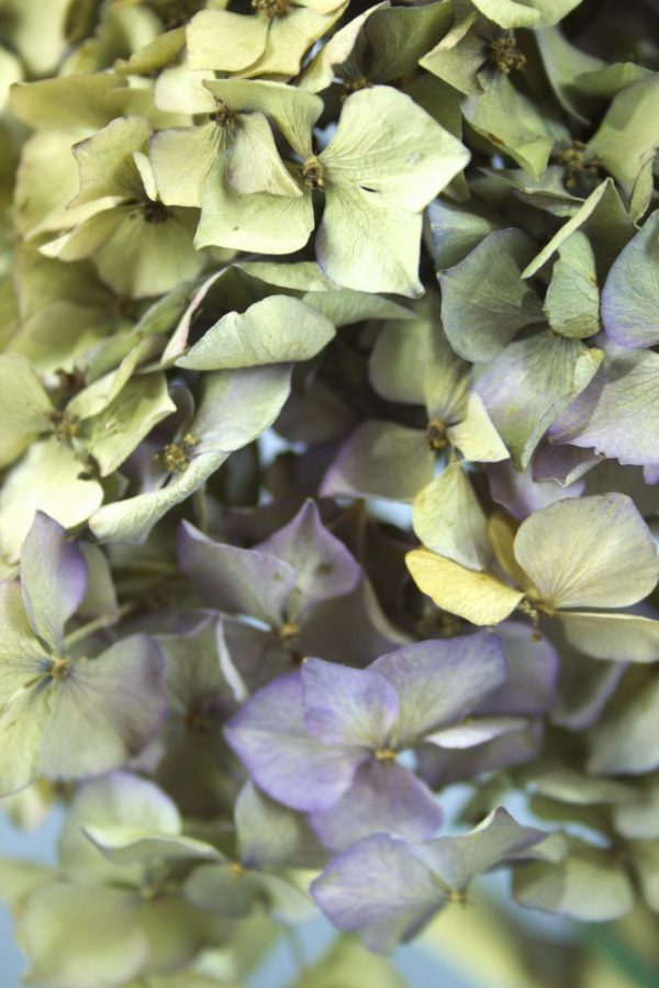 Close-up van gedroogde bloemen van Hortensia