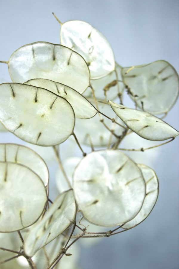 Close-up van zaaddozen van Judaspenning plant