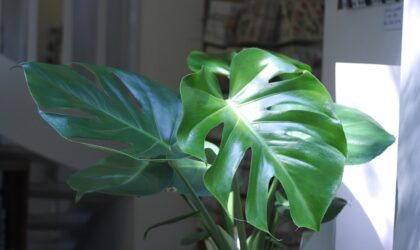 Monstera stekken | Hoe doe je dat?
