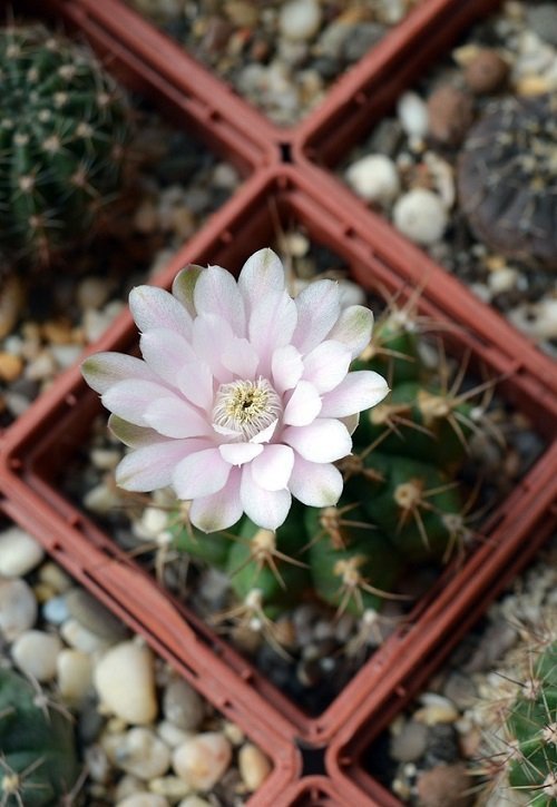 Gymnocalycium cactus met bloem