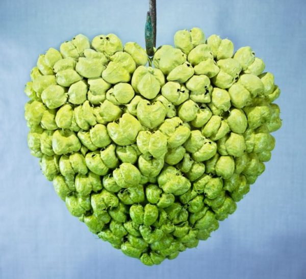 Groen hart van gedroogde pimpernoot bollen