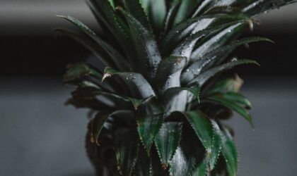 Ananas plant stekken | In 4 stappen