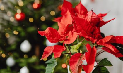 Kerstster verzorgen | Hoe doe je dat? | Poinsettia