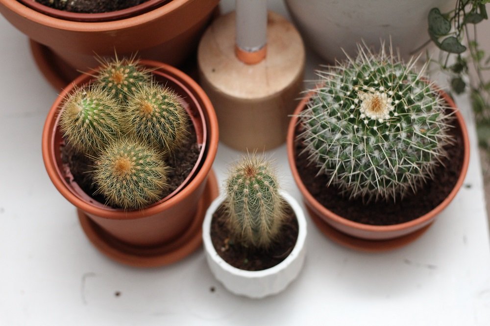 Cactus stekken: Hoe doe je dat?