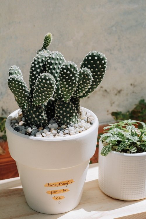 Opuntia microdasys | Konijnenoor cactus verzorgen
