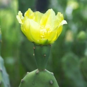 Schijfcactus bloem