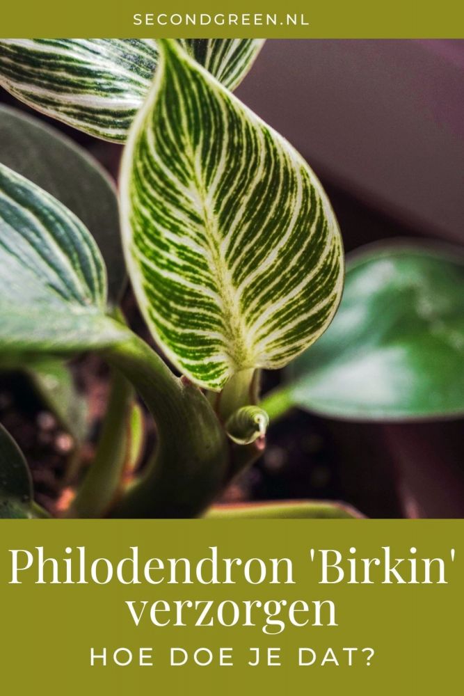 Philodendron 'Birkin' verzorgen | Hoe doe je dat?