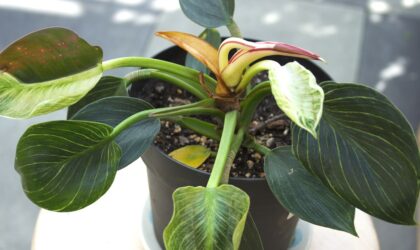 Philodendron ‘Birkin’ | Verzorging, stekken & meer!
