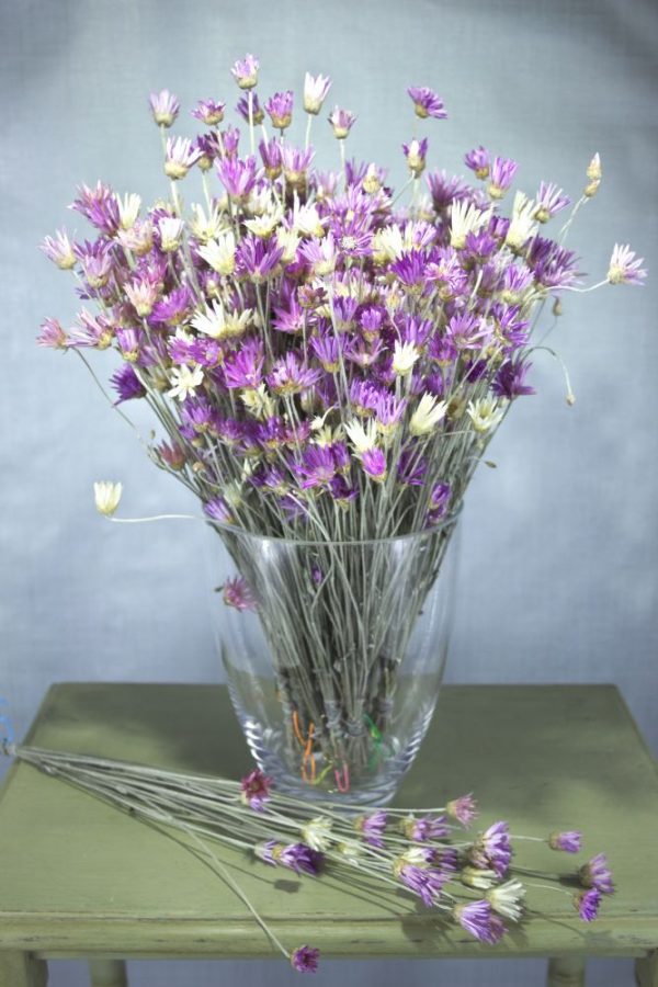 Gedroogde bloemen paars en wit