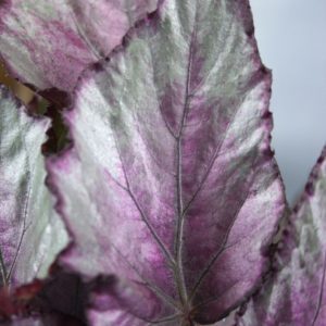 Paarse Begonia stekken