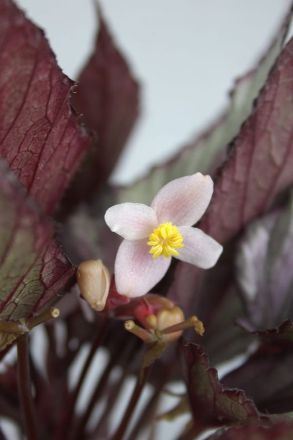 Paarse Begonia kamerplant bloem
