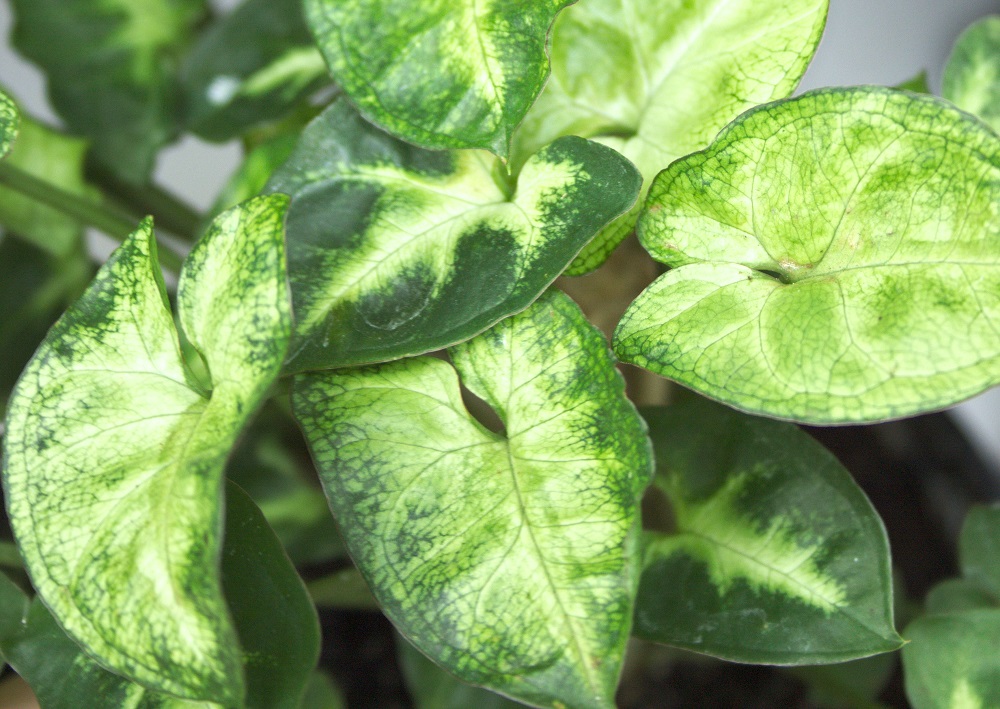 Syngonium podophyllum is een populaire kamerplant. Deze aronskelk wordt gewaardeerd om zijn gemakkelijke verzorging en mooi blad.