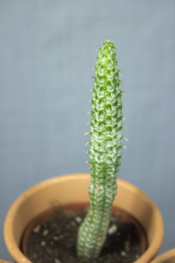 Euphorbia vetplant stek
