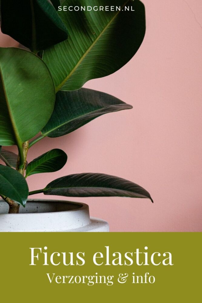 Ficus elastica | Rubberplant verzorging & info