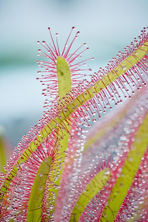 Drosera capensis kamerplant close-up