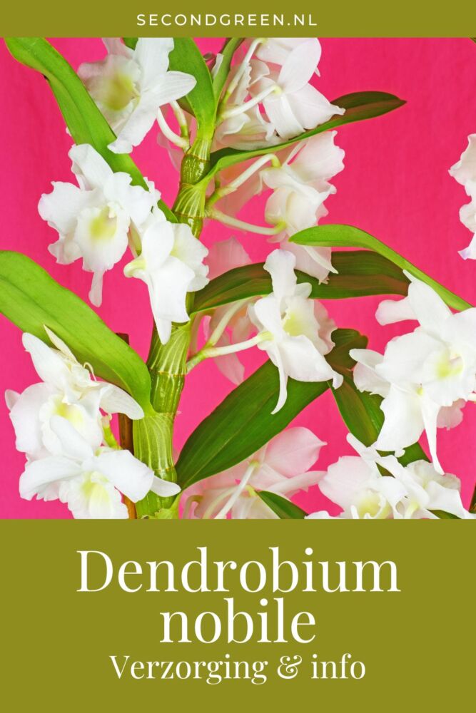 Dendrobium nobile | Bamboe orchidee verzorging & info
