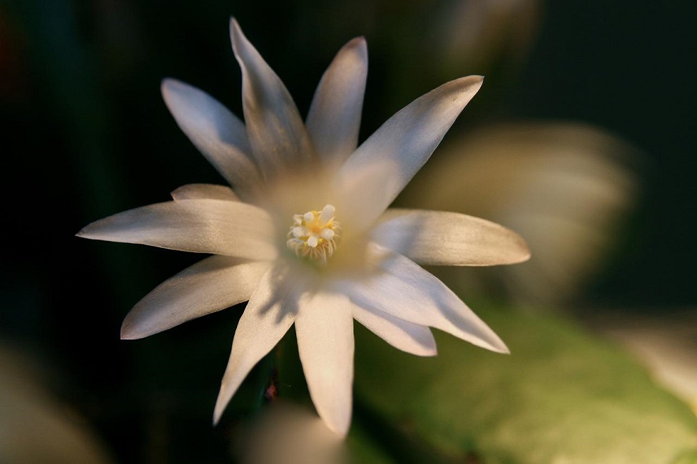 Schlumbergera gaertneri bloem wit