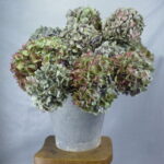 Gedroogde hortensia bollen in rustieke emmer