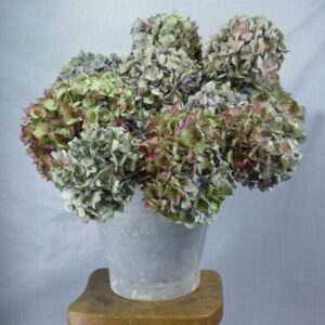 Gedroogde hortensia bollen in rustieke emmer