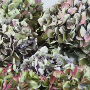 Close-up van gedroogde hortensia bollen