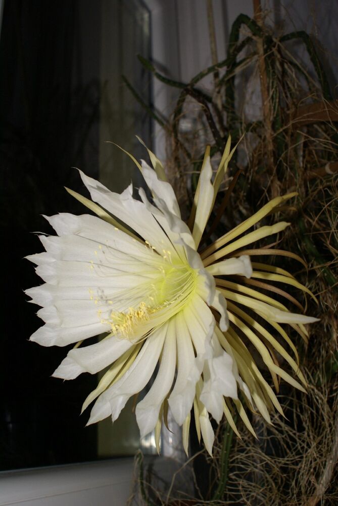Selenicereus cactus bloem