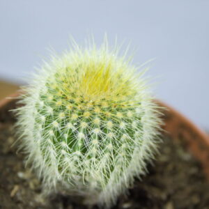 Parodia leninghausii cactus close-up