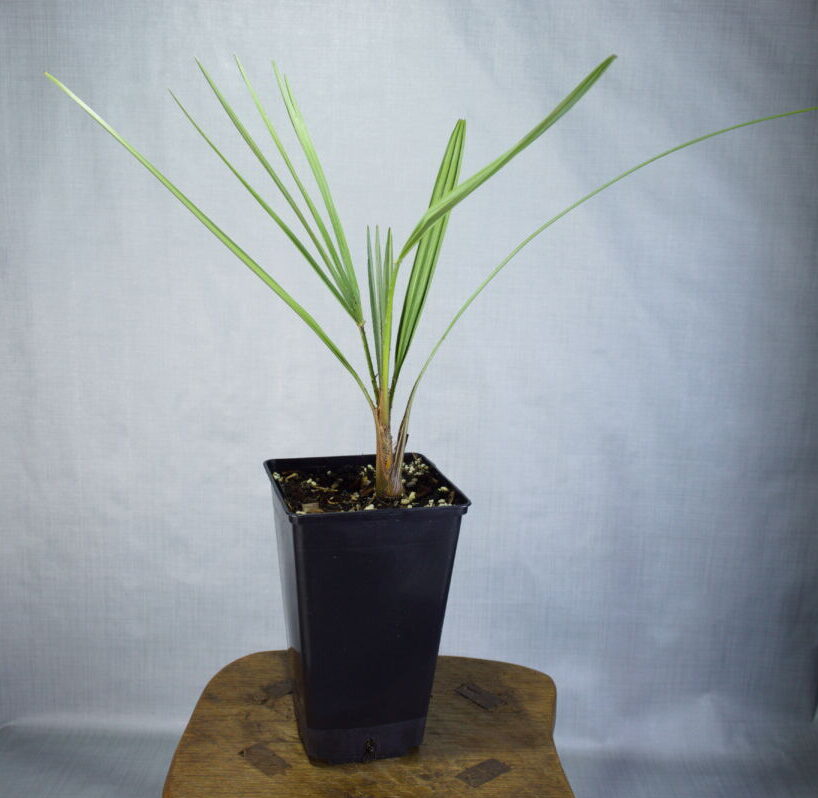 Chamaerops humilis palm in kweekpot