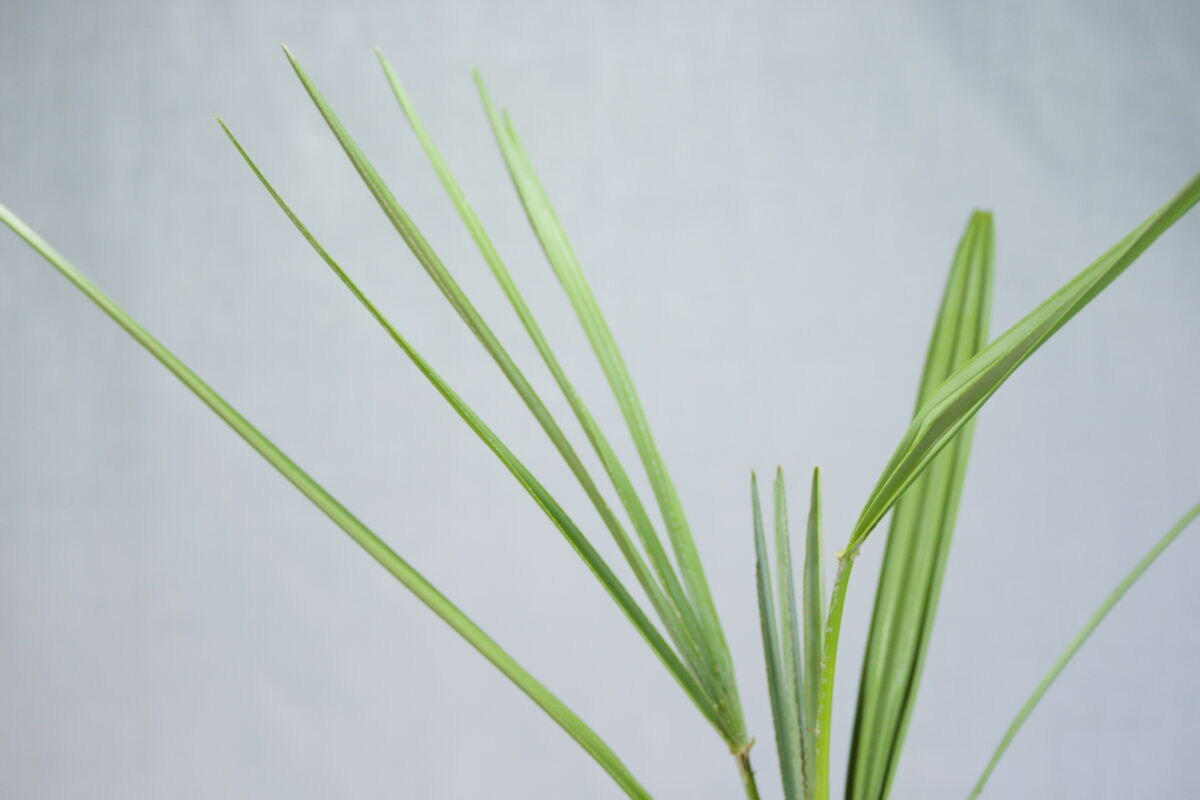 Palm zaailing detailfoto blad