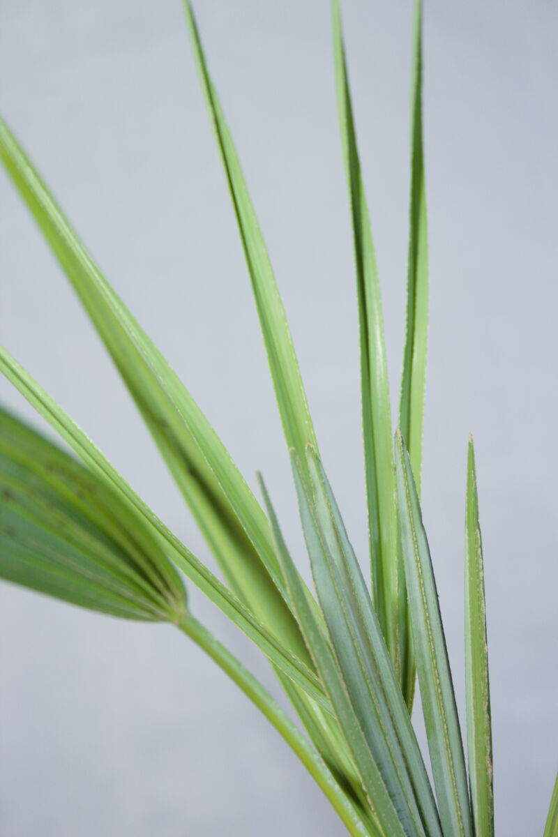 Chamaerops palm close-up blad