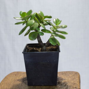 Pot met vetplant "Vierkant" - Set van 2 Crassula ovata