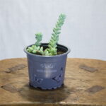 Sedum 'Burrito' vetplant