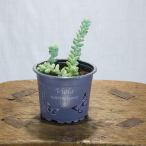 Sedum 'Burrito' vetplant