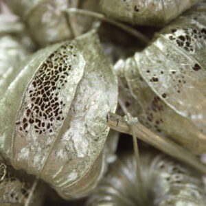 Close-up gouden lampionnetje
