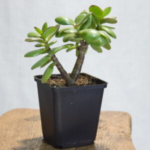 Crassula ovata vetplant