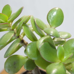 Crassula ovata vetplant close-up
