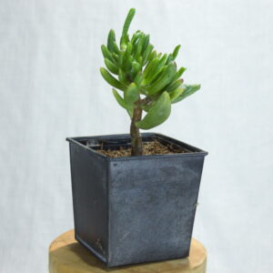 Pot met vetplant "Vierkant" Crassula "little hobbit"