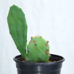 Vijgcactus stek (Opuntia vulgaris) in kweekkpot