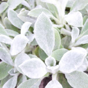 Ezelsoor (Stachys byzantina)