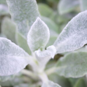Ezelsoor (Stachys byzantina) close-up blad