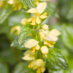 Bonte gele dovenetel close-up