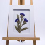 Wit lijstje met geperste droogbloemen "korenboemen"