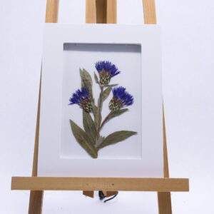 Wit lijstje met geperste droogbloemen "korenboemen"