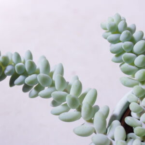 Sedum ‘Burrito’ vetplant close-up