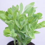 Sedum "autumn joy"