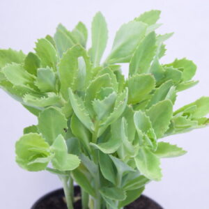 Sedum "autumn joy"