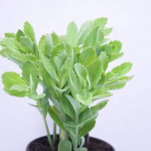 Sedum "autumn joy" in kweekpotje