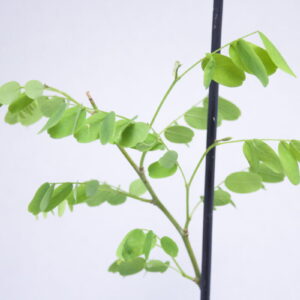 Tipuana tipu detailopname blad
